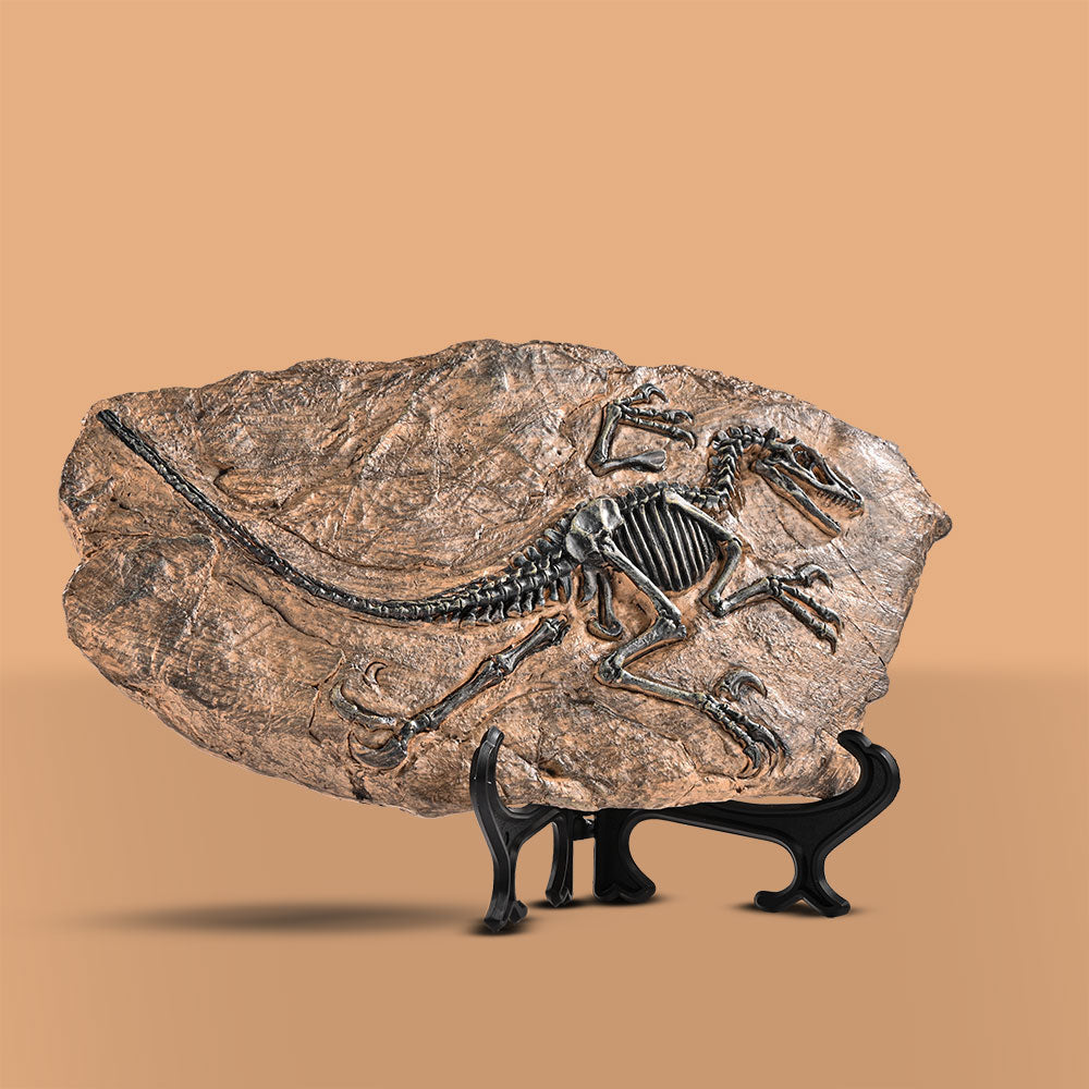 DINO FOSSIL DECOR